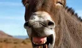 驴配驴视频,一场奇妙的动物爱情故事